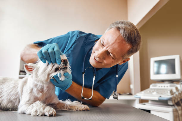 Best Emergency Denture Repair in Barton, NM